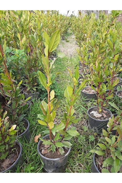 Genel Markalar Defne Çalısı 40-60 Cm