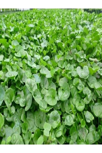 GREEN KING Dichondra Repens Fare Kulağı Çim Tohumu 1kg