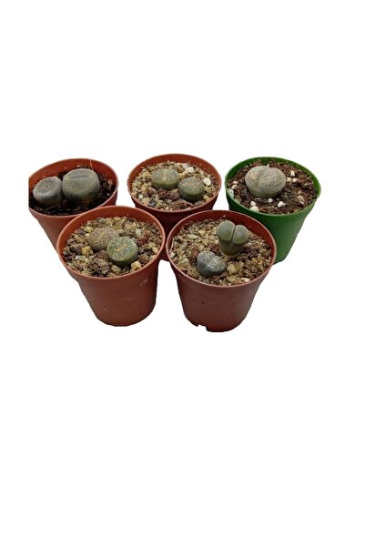 ekonmit Lithops Taş Kaktüs