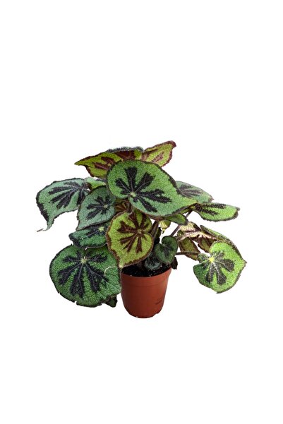 Betonish Begonia Masoniana (Begonia Çiçeği)