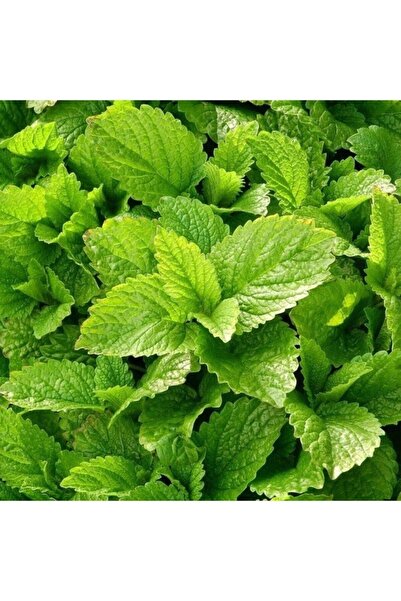 Köy Tohumları 15 Adet Tohum Nadir Melisa Limon Oğulotu Tohumu Oğul Otu Tohumu Sürpriz Hediye Tohumlu