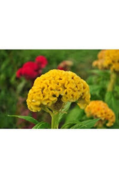 Köy Tohumları 50 Adet Tohum Sarı Horoz Ibiği Çiçeği Tohumu Horozibiği Çiçek T...