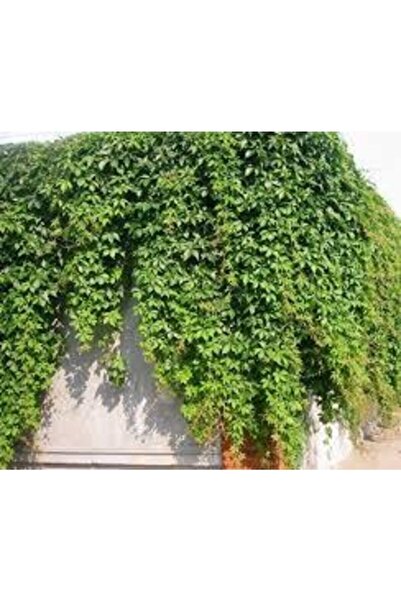 Köy Tohumları 15 Adet Tohum Japon Sarmaşık Tohumu Amerikan Sarmaşığı Tohumu S...