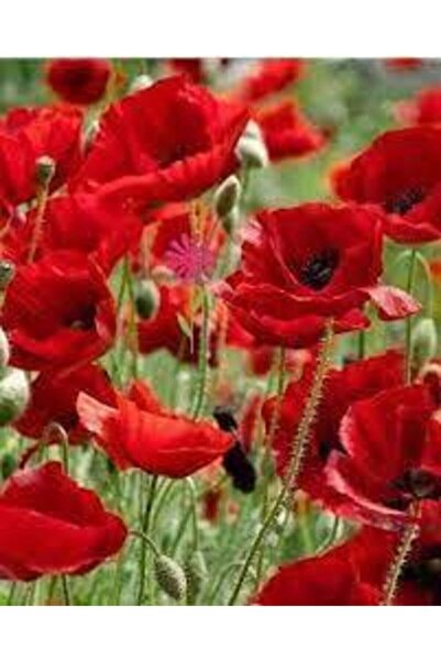 Köy Tohumları 500 Adet Tohum Kırmızı Gelincik Çiçeği Tohumu Sürpriz Saksı Top...