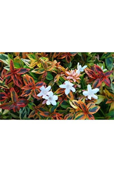 1001fidan Abelia Grandiflora Kaleidoscope Sarı Alacalı Abelya Güzellik Çalısı...