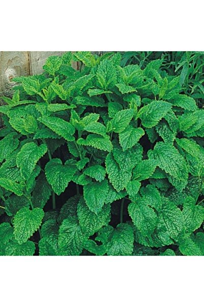 Köy Tohumları 15 Adet Tohum Nadir Melisa Limon Oğulotu Tohumu Oğul Otu Tohumu...