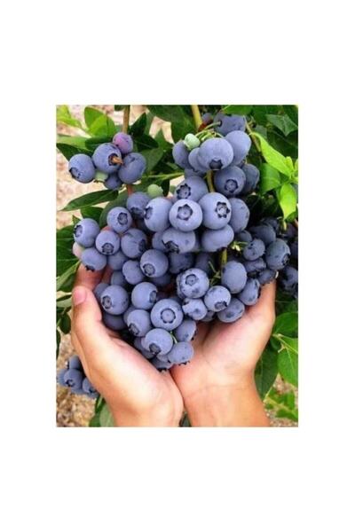 Köy Tohumları 30 Adet Tohum Cranberry Tohumu Yaban Mersini Tohumu Turna Yemiş...