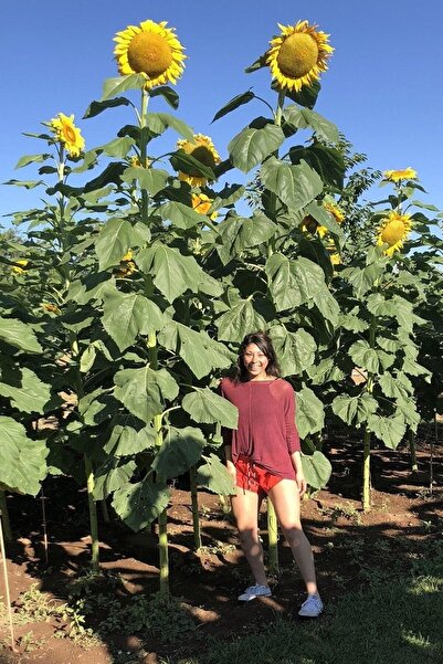 Köy Tohumları 100 Adet Tohum Nadir Dev Ayçiçeği Tohumu Uzayan Ayçiçeği Tohumu...