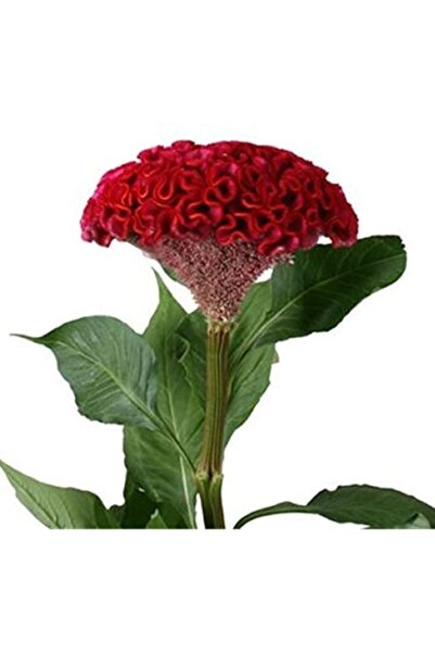 Köy Tohumları 50 Adet Tohum Horoz Ibiği Çiçeği Tohumu Horozibiği Çiçek Tohum Saksı Toprak Sürpriz Hediye Tohumlud