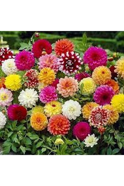Köy Tohumları 100 Adet Yıldız Çiçeği Tohumu Karışık Dahlia Yıldız Çiçek Tohum...