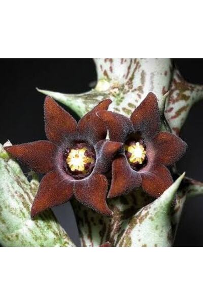 DOĞA BAHÇESİ Caralluma Hesperidum Özel Tür Leş Kaktüsü 5,5cm Saksılı