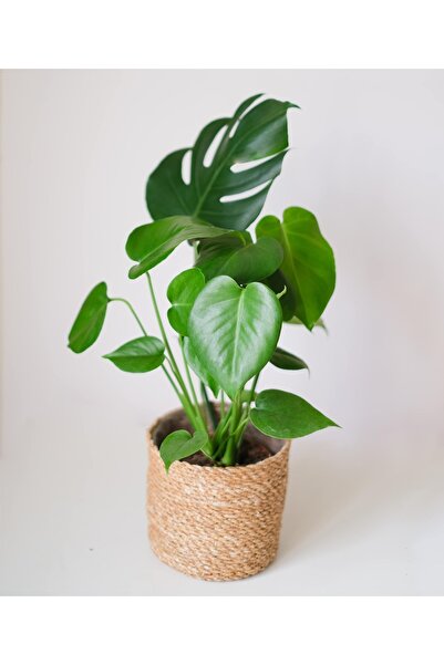 YEŞİLİMARKET Deve Tabanı Çiçeği 35- 40 Cm Monstera Ev Ofis Salon Bitkisi Airf...