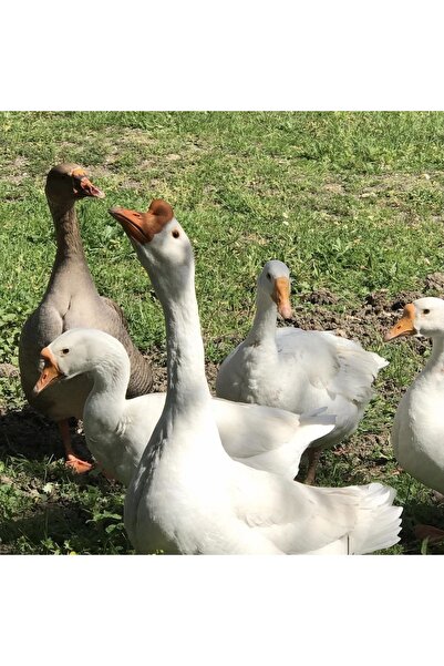 HATKOLAR ÇİFTLİĞİ Kaz Yumurtası 10 Adet Kuluçkalık Yemelik Kaz