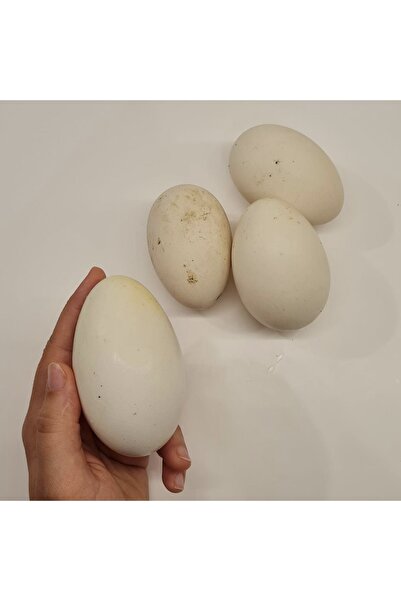 HATKOLAR ÇİFTLİĞİ Kaz Yumurtası 10 Adet Kuluçkalık Yemelik Kaz