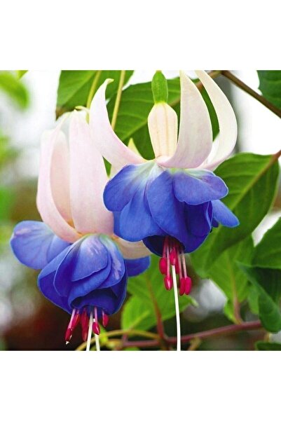 Köy Tohumları 50 Adet Tohum Nadir Mavi Küpeli Çiçeği Tohumu Mavi Küpeli Çiçek...