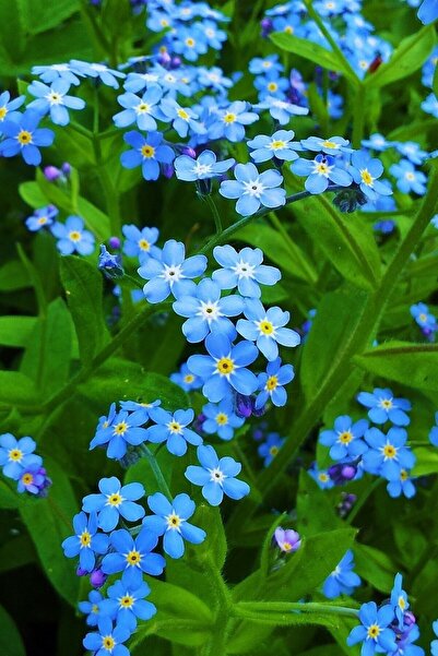 Köy Tohumları 200 Adet Tohum Nadir Bulunan Beni Unutma Çiçek Tohumu Unutma Beni Çiçeği Tohumu Saksı Toprak Hediye