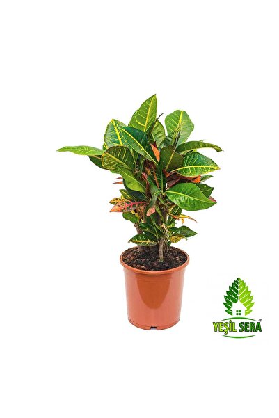 yeşilsera Kraton Bitkisi 30 40 Cm Boy Croton Petra 13 Cm Saksı Çapı Ev Bitkis...