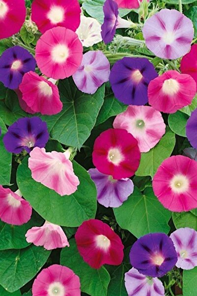 Köy Tohumları 30 Adet Tohum Ithal Sarmaşık Sabah Sefası Çiçeği Tohumu Tohum S...