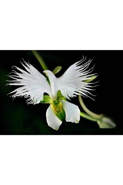 Köy Tohumları 20 Adet Tohum Çok Nadir Japon Radiata Kuş Orkide Çiçeği Tohumu ...