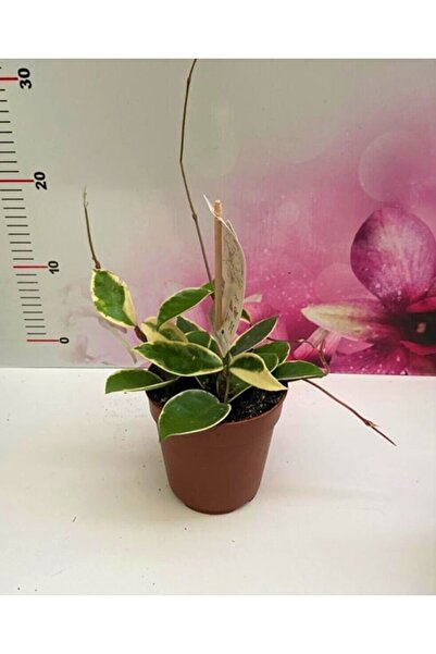 Aysima Çiçekevi Hoya Queen Plant Mum Çiçeği Pembe Çiçek Açan Nadir Tür Ithal