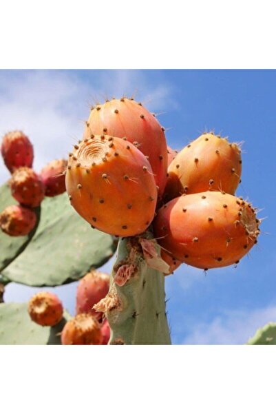 Köy Tohumları 15 Adet Tohum Dikenli İncir