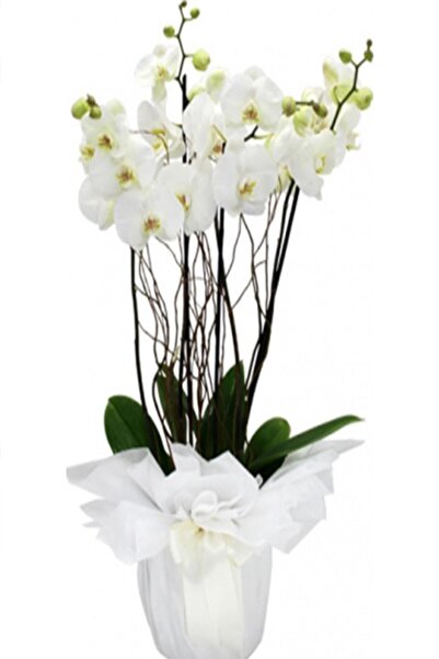 Köy Tohumları 20 Adet Tohum Nadir Beyaz Orkide Çiçeği Tohumu Saksı Toprak Hed...