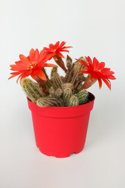 Toptan Kaktüs Echinopsis Chamaecereus Yılan Kaktüs Parmak Kaktüs Kırmızı Çiçe...