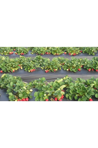 Bizim Yok Yok Uv Katkılı (DELİKLİ) 25 Metre Çilek Naylonu-malç Naylonu Eni:130cm 100 Micron