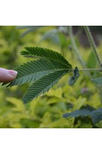 Köy Tohumları 5 Adet Tohum Nadir Küstüm Çiçeği Tohumu Dokununca Kapanan Küsen Çiçek Tohumu Saksı Toprak Hediyemiz