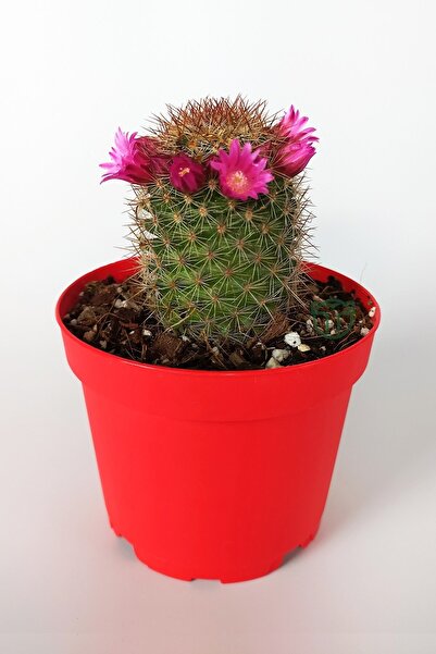 Toptan Kaktüs Mammillaria Spinosissima Lila Çiçekli Kaktüs Özel Tür 8.5 Saksıda