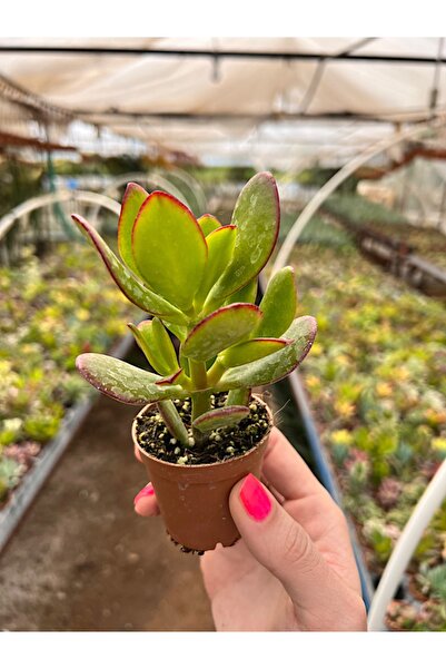 Pembe Çiçek Evi Para Çiçeği Bonsai Crassula Ovata Sukulent 5,5cm