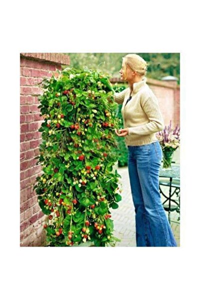 Köy Tohumları 10 Adet Tohum Ithal Nadir Alman Çileği Sırık Çilek Ağacı Tohumu...