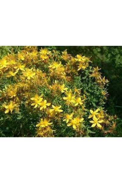 Köy Tohumları 200 Adet Tohum Eko Paket Sarı Kantaron Tohumu Kantoron Tohumu H...