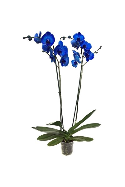 Aydos Orkide Dünyası Mavi Orkide Çift Dal Büyük Boy Ev Ve Ofis Bitkisi