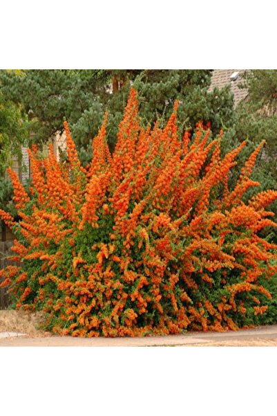 EvveBahce Herdem Yeşil Tüplü Ateş Dikeni Ağacı Fidan