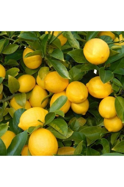 EvveBahce Tüplü Aşılı Çok Verimli Üzeri Meyveli Yediveren Limon Fidanı
