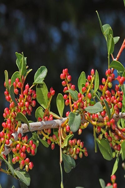 EvveBahce Tüplü Bıttım Ağacı Fidanı