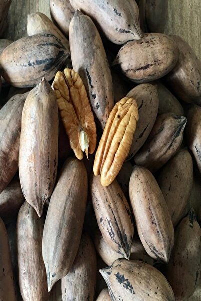 EvveBahce Tüplü Nadir Bulunan Verimli Sahil Pikan Cevizi Ceviz Fidanı