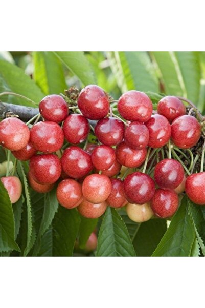 TacirDepo Tüplü Tam Bodur Çatlamaya Dayanıklı Sweet Heart Kiraz Fidanı