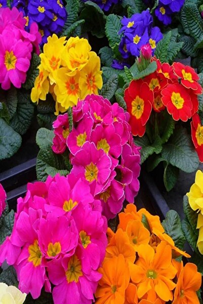 EvveBahce Karışık Renkli Onbir Ay Çuha Çiçeği Tohumu (20 Tohum)