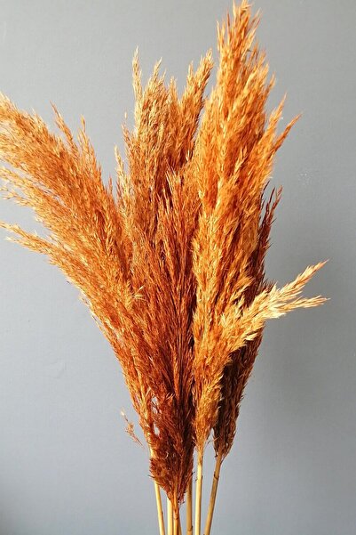 Alyones Büyük Demet Pampas Turuncu 100cm Boyunda 8'li