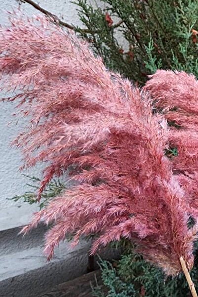 Alyones 8'li Büyük Demet Pampas Pembe 100cm Boyunda