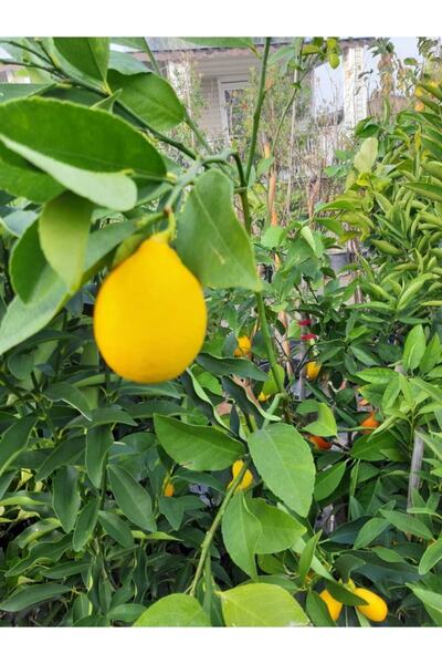 Genel Markalar Yediveren Limon