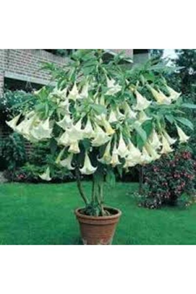 Tohumcumm Melek Borazanı Çiçeği Tohumu 5 Adet  + Saksı Toprak