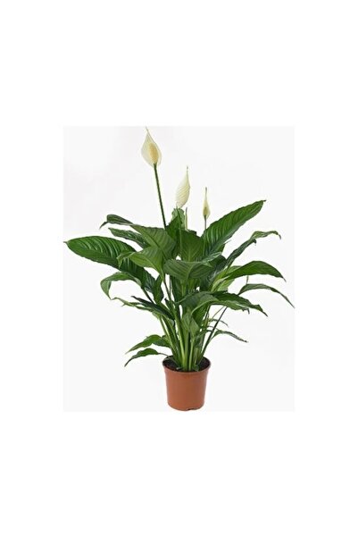 MorDekor Barış Çiçeği Spatifilium Spat Salon Bitkisi Ev Bitkisi
