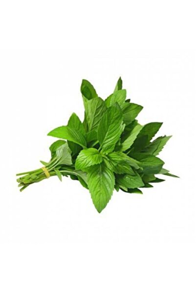 ata tohumculuk 50 Adet Geleneksel Yediveren Nane Tohumu