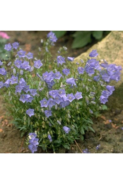 Mutlu Paket Light Blue Campanula Çan Çiçeği Tohumu (100 Tohum)