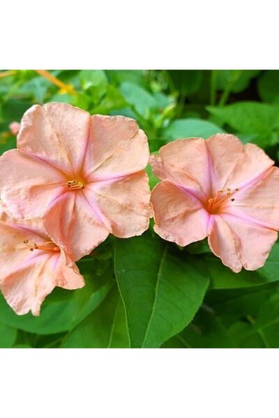 EvveBahce Salmon Akşam Sefası Çiçeği Tohumu(20 Tohum)