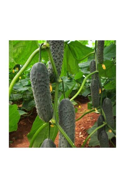 EvveBahce Verimli Bol Dökümlü Turşuluk Kornişon Salatalık (hıyar) Fidesi (5 Adet)