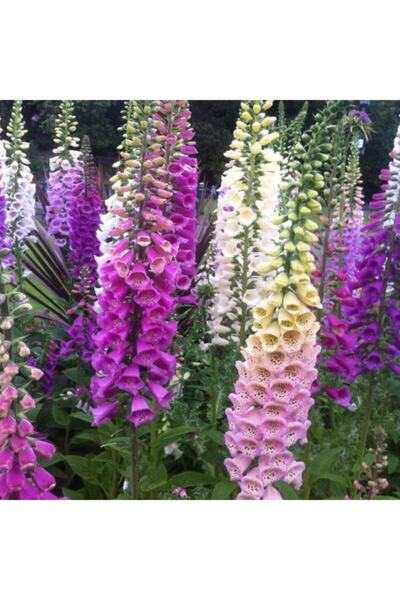 EvveBahce Karışık Renkli Yüksük(yavşan) Otu Çiçeği Tohumu(100 Tohum)